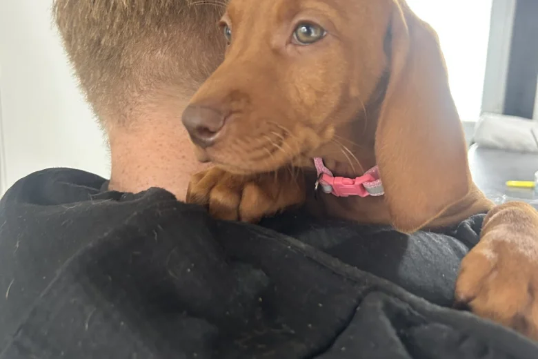 Hungarian Vizsla