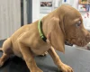 Hungarian Vizsla
