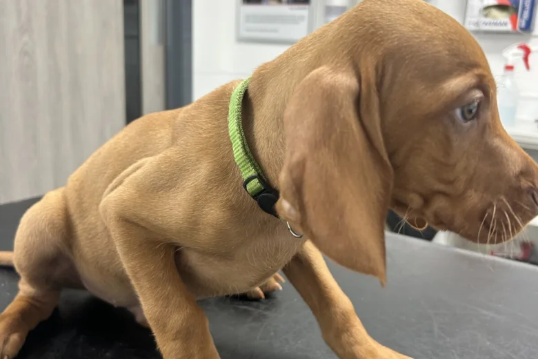 Hungarian Vizsla
