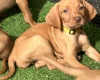 Hungarian Vizsla