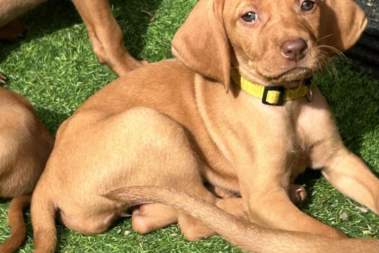 Hungarian Vizsla