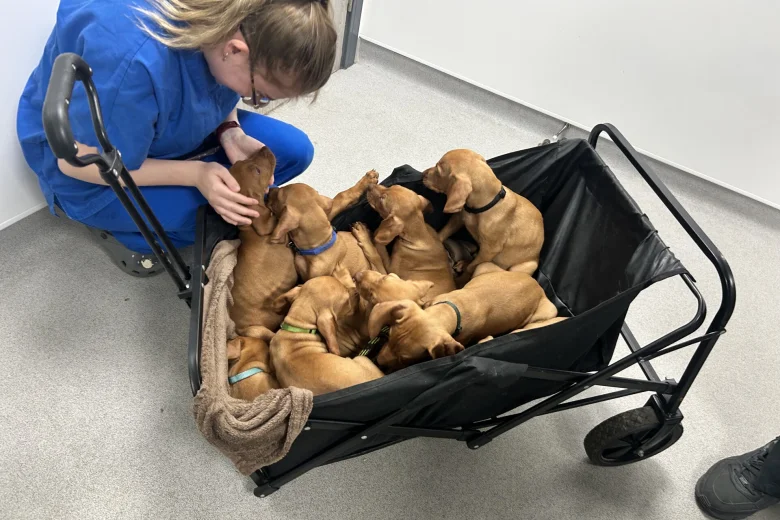 Hungarian Vizsla