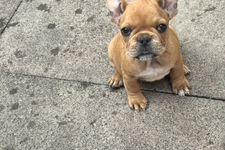 French Bulldog