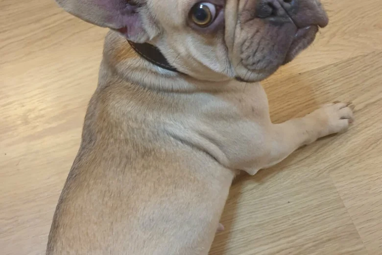 French Bulldog
