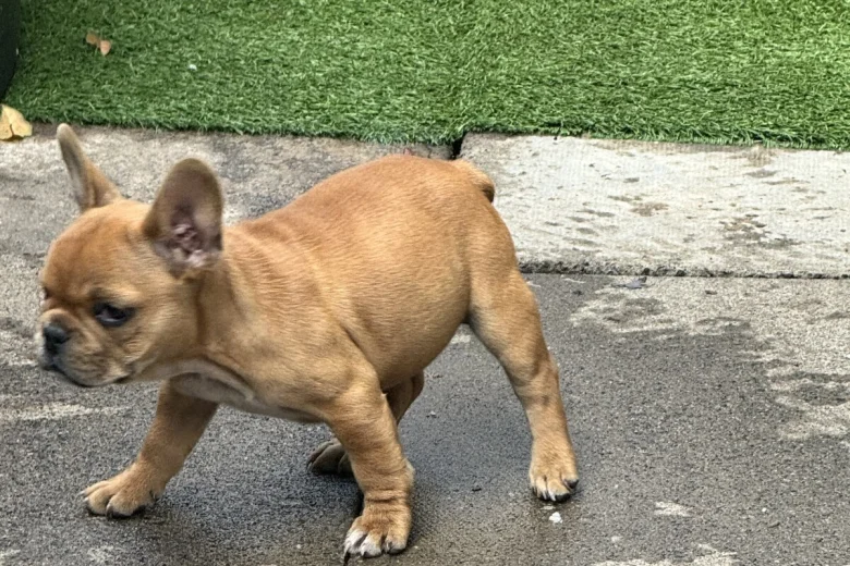 French Bulldog