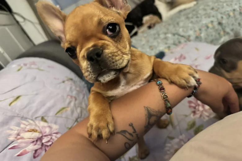 French Bulldog