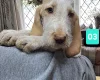 Italian Spinone