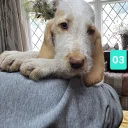 Italian Spinone