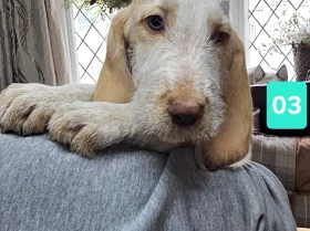 Italian Spinone
