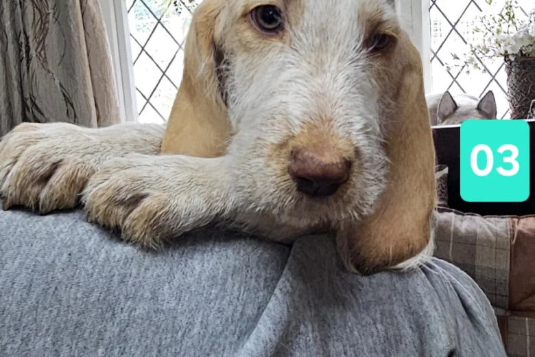 Italian Spinone
