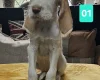 Italian Spinone
