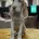 Italian Spinone