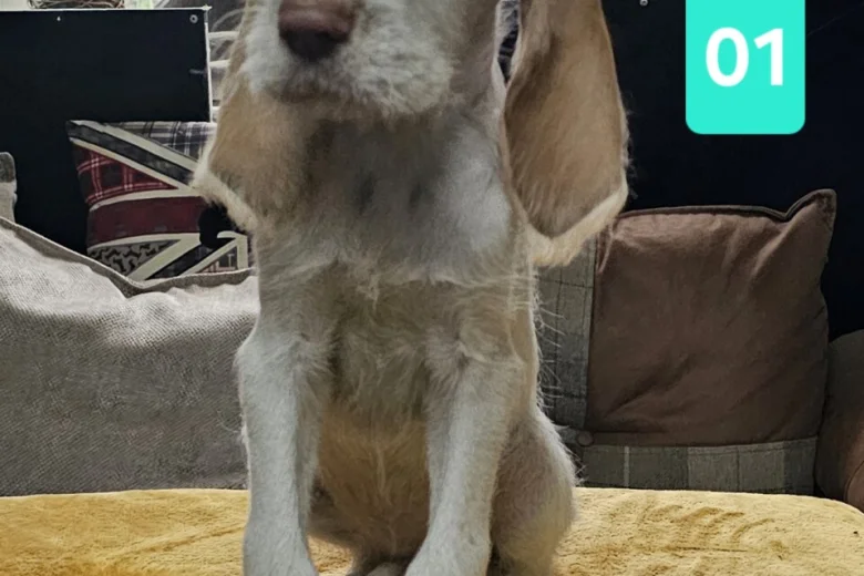 Italian Spinone