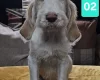 Italian Spinone