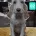 Italian Spinone
