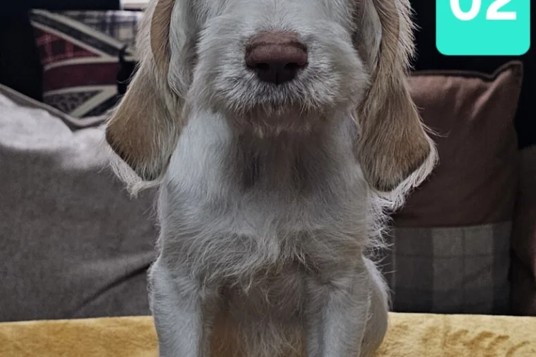 Italian Spinone