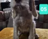 Italian Spinone
