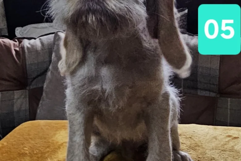 Italian Spinone