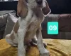 Italian Spinone