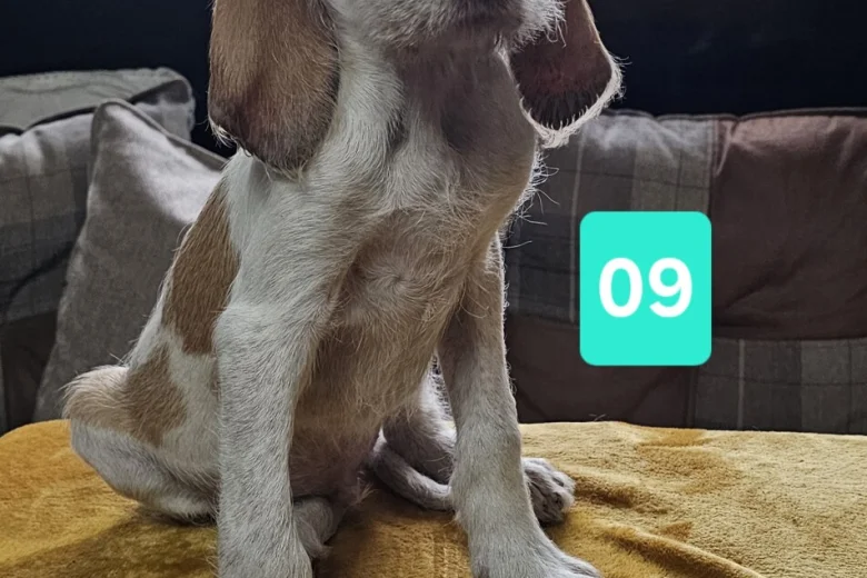 Italian Spinone