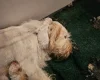 Italian Spinone