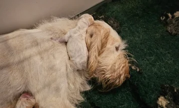 Italian Spinone