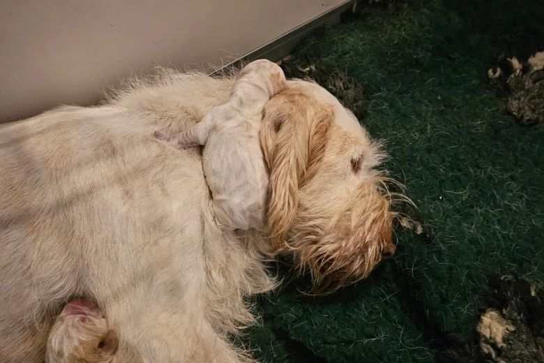 Italian Spinone
