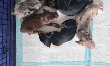 Mixed Breed