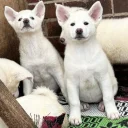 Japanese Akita Inu