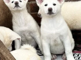 Japanese Akita Inu