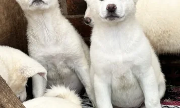 Japanese Akita Inu