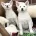 Japanese Akita Inu