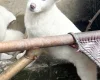 Japanese Akita Inu