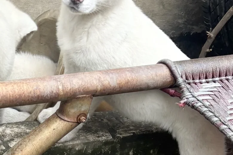 Japanese Akita Inu