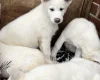 Japanese Akita Inu