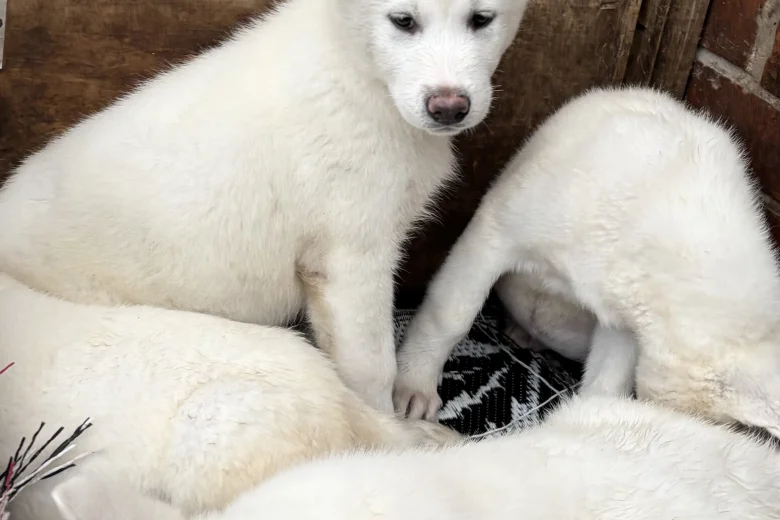 Japanese Akita Inu