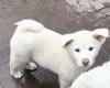 Japanese Akita Inu