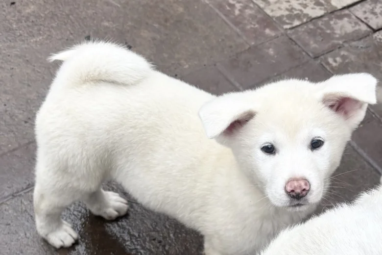 Japanese Akita Inu
