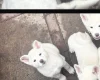 Japanese Akita Inu