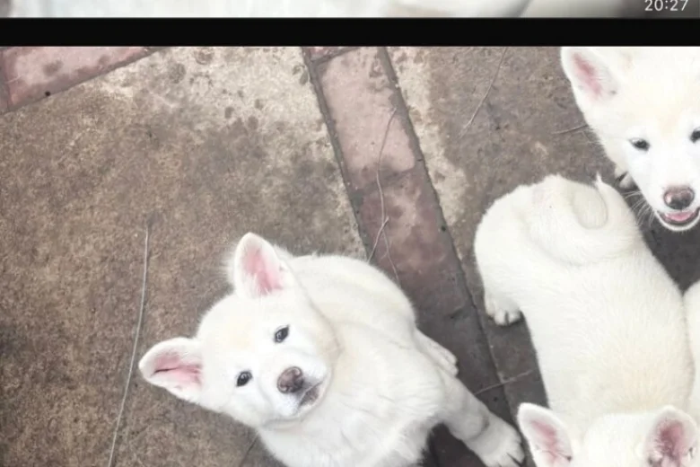 Japanese Akita Inu