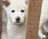 Japanese Akita Inu