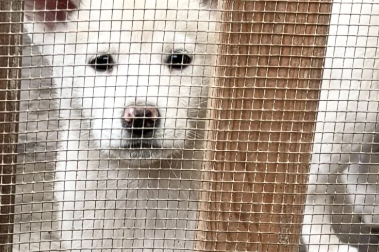 Japanese Akita Inu