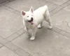 Japanese Akita Inu