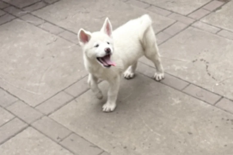 Japanese Akita Inu