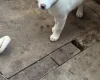 Japanese Akita Inu