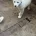 Japanese Akita Inu