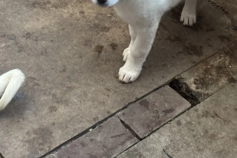 Japanese Akita Inu