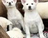 Japanese Akita Inu