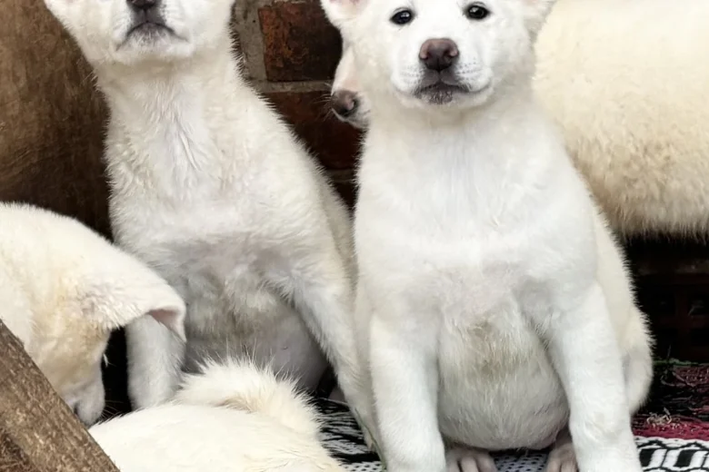 Japanese Akita Inu
