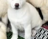 Japanese Akita Inu